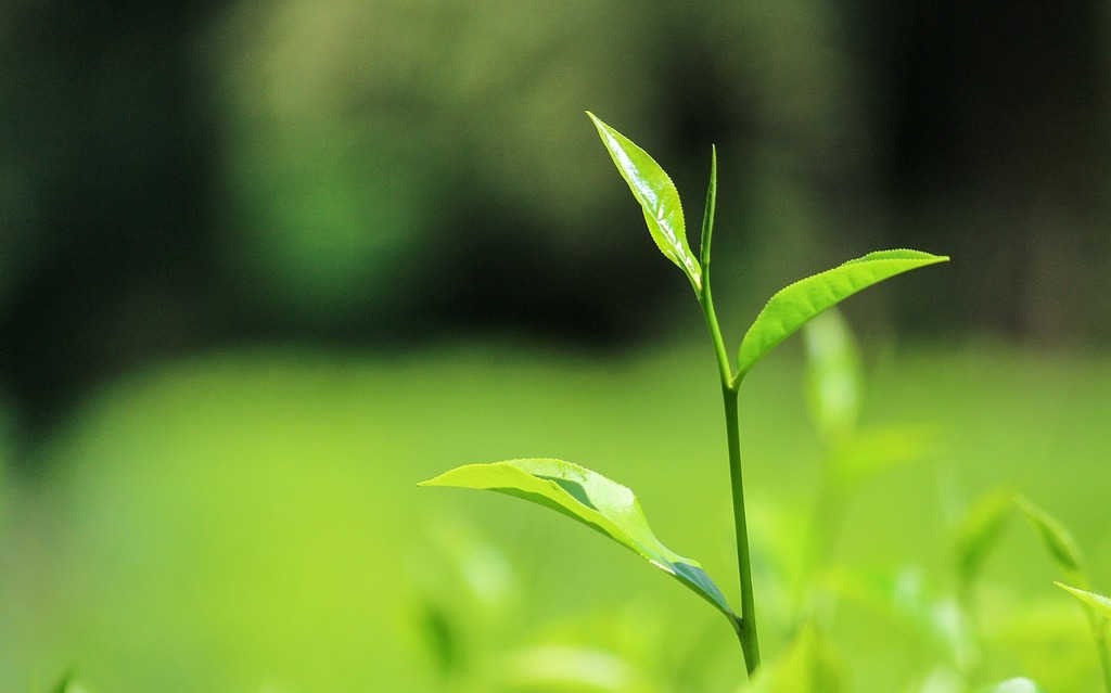 Latest technology in tea industries to improve tea fragnance  logo