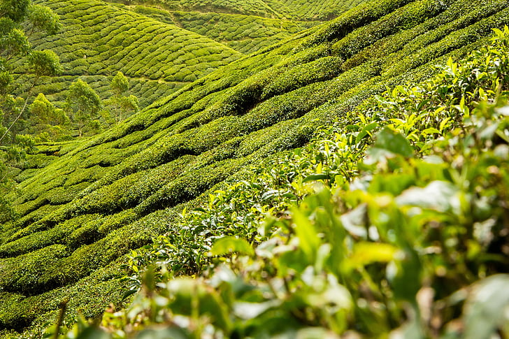 Future of tea production in Nepal logo
